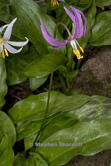 erythronium revolutum 3 graphic